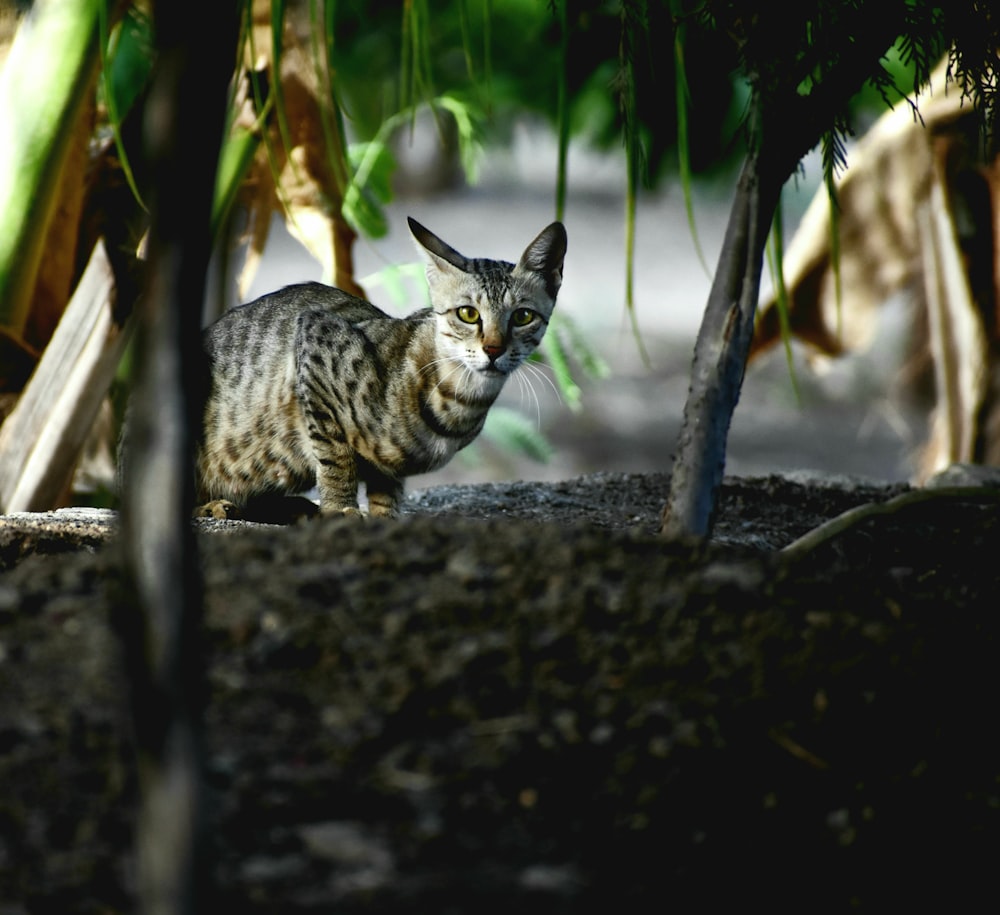 brown tabby cat on black concrete floor