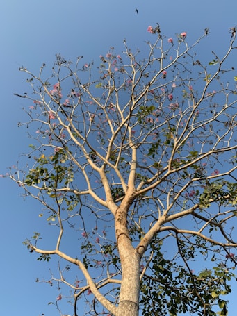 A tall tree with a sturdy trunk and numerous branches extending outward. The branches have sparse green leaves and clusters of small pink flowers scattered across. A clear blue sky serves as the background with a few birds perched on the branches and one bird flying overhead.