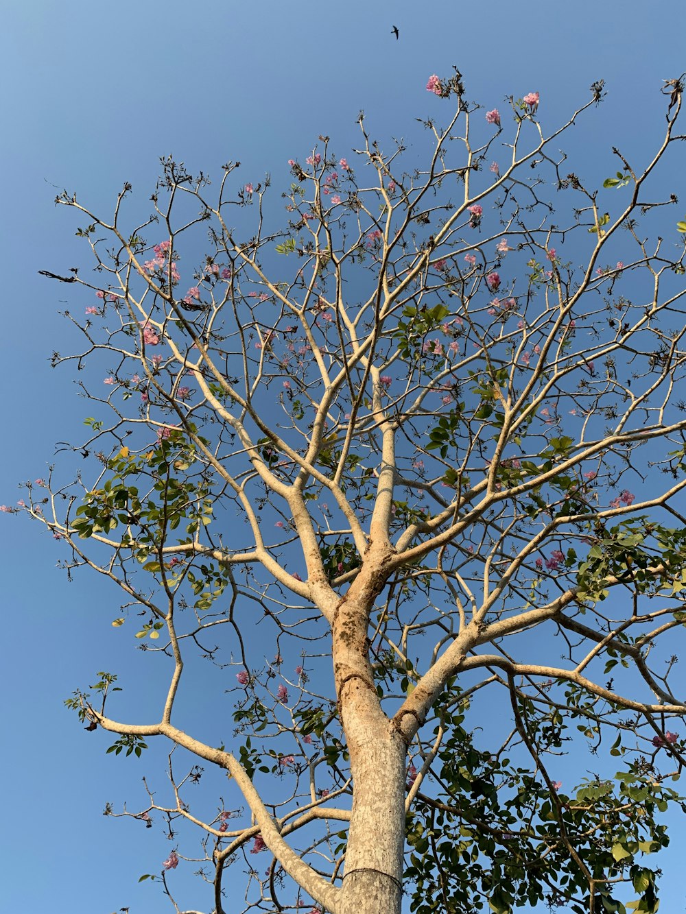 brown tree with red fruits under blue sky during daytime