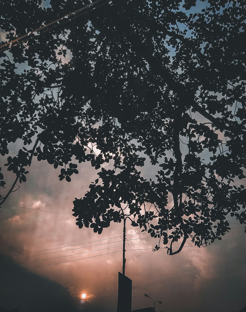 green tree under orange sky