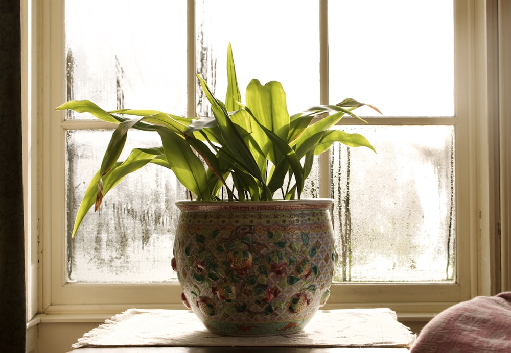 green plant on white and red floral ceramic vase