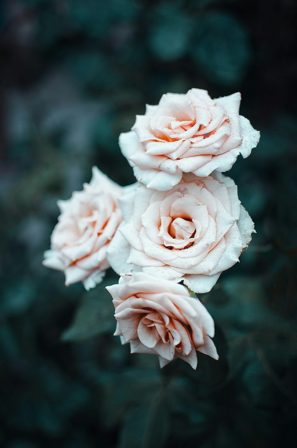 昼間に咲く白いバラ