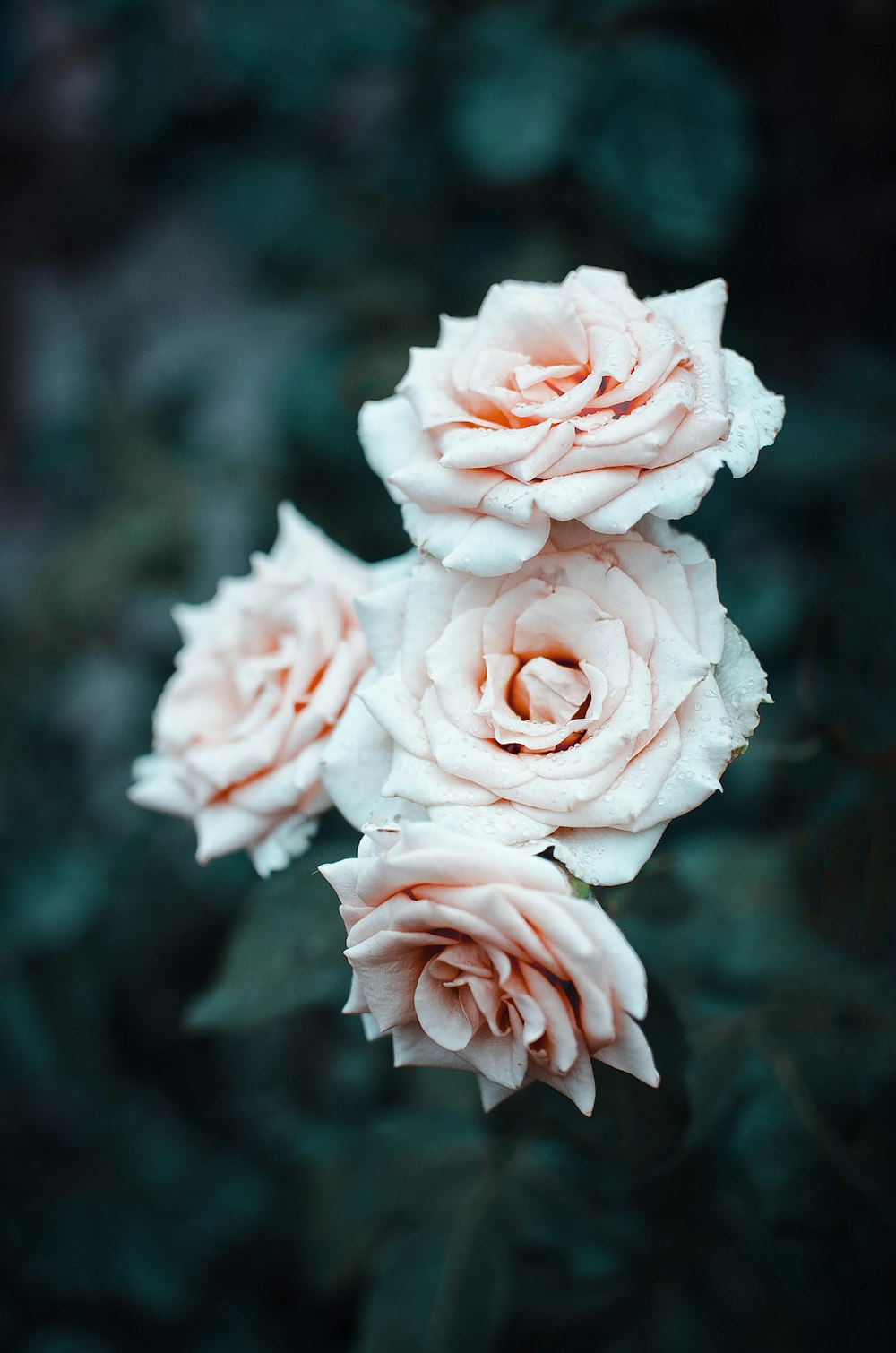 white rose in bloom during daytime