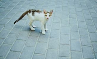 white and brown cat on gray concrete floor