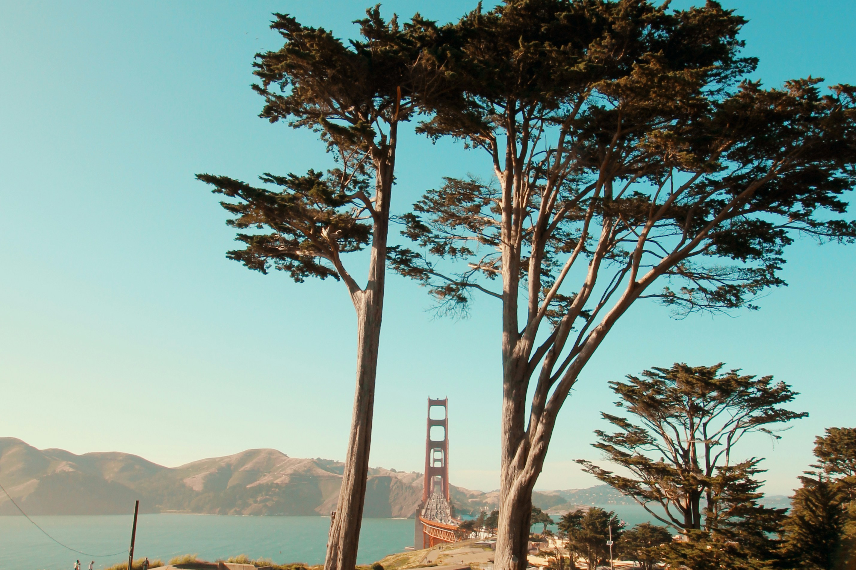 green tree near body of water during daytime, 
