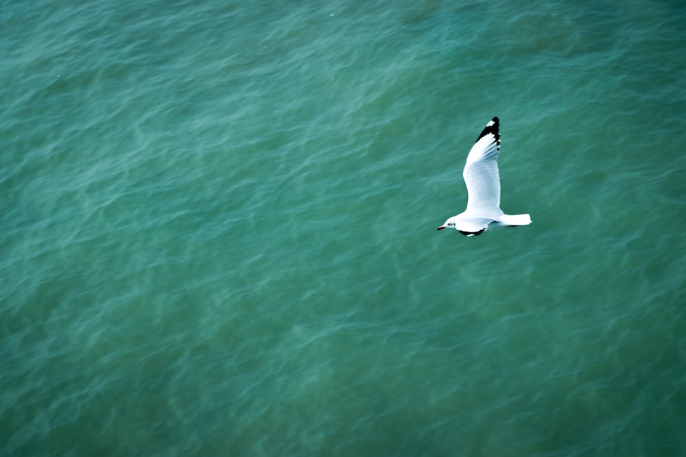 white bird flying over the sea during daytime