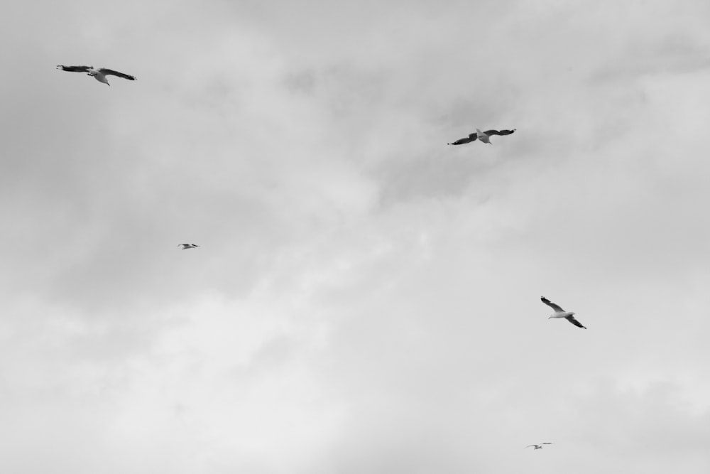 birds flying under cloudy sky during daytime