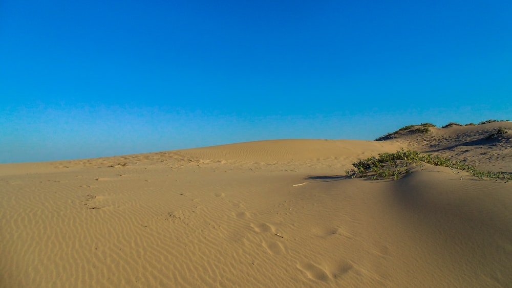 green trees on brown sand under blue sky during daytime