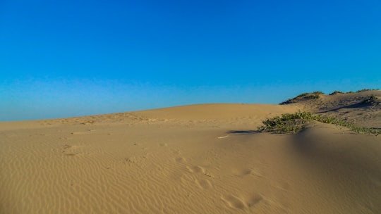 green trees on brown sand under blue sky during daytime in Mtunzini South Africa