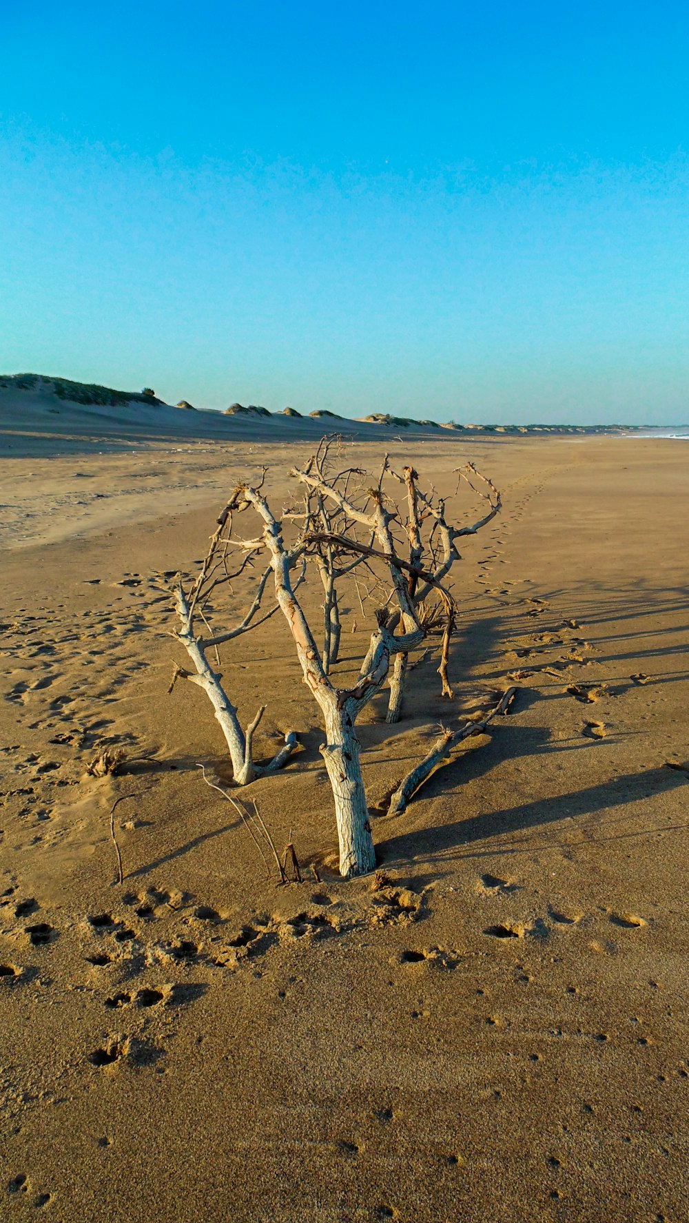 日中の茶色の砂浜の上の茶色の裸木