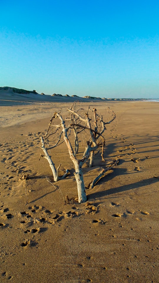 brown bare tree on brown sand during daytime in Mtunzini South Africa