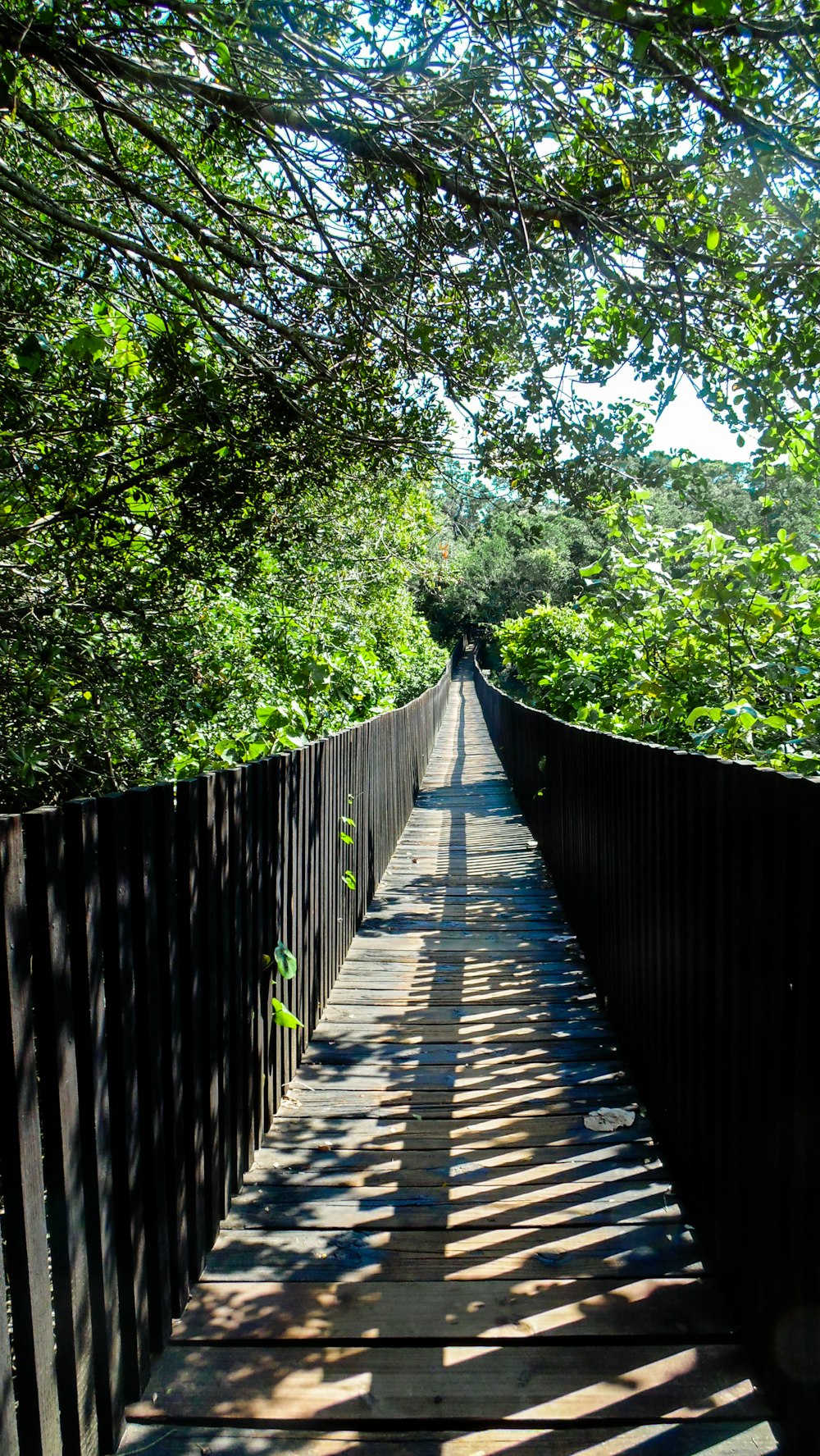 Pont en bois marron au milieu d’arbres verts