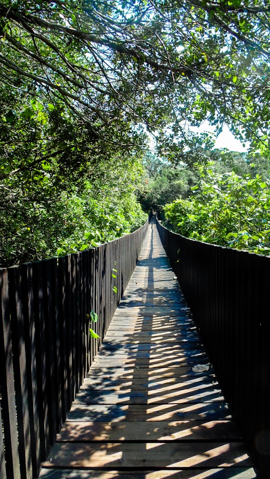 brown wooden bridge in the middle of green trees in Mtunzini South Africa