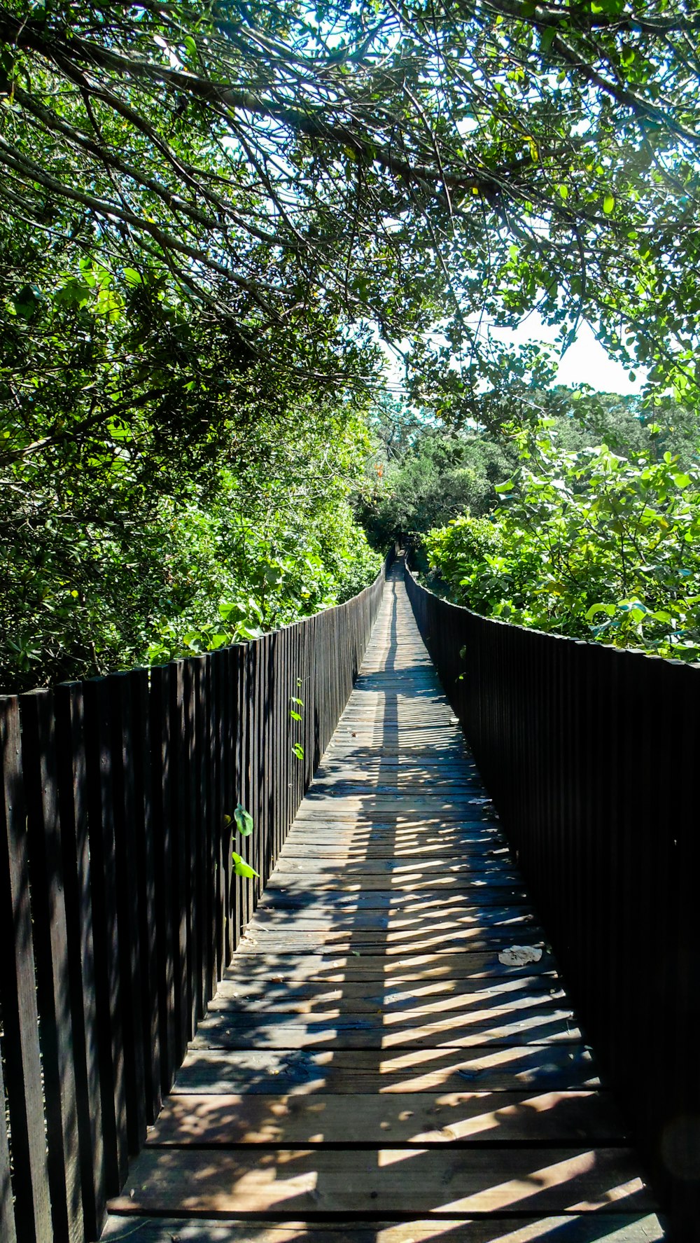 Braune Holzbrücke inmitten grüner Bäume