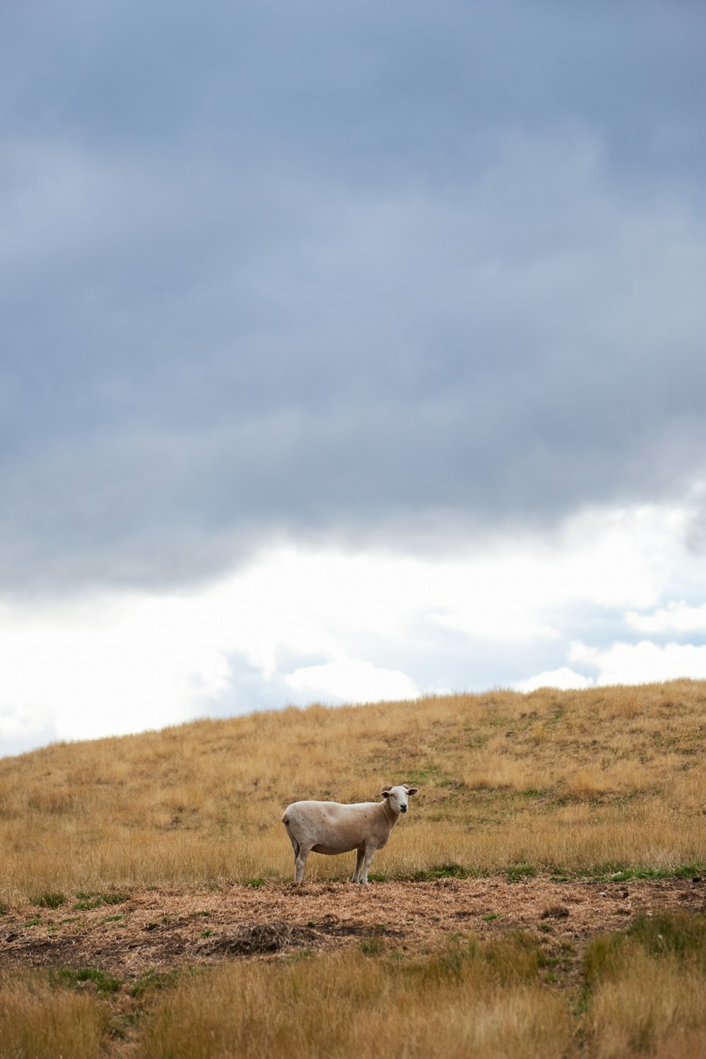 white horse on brown grass field under white clouds during daytime