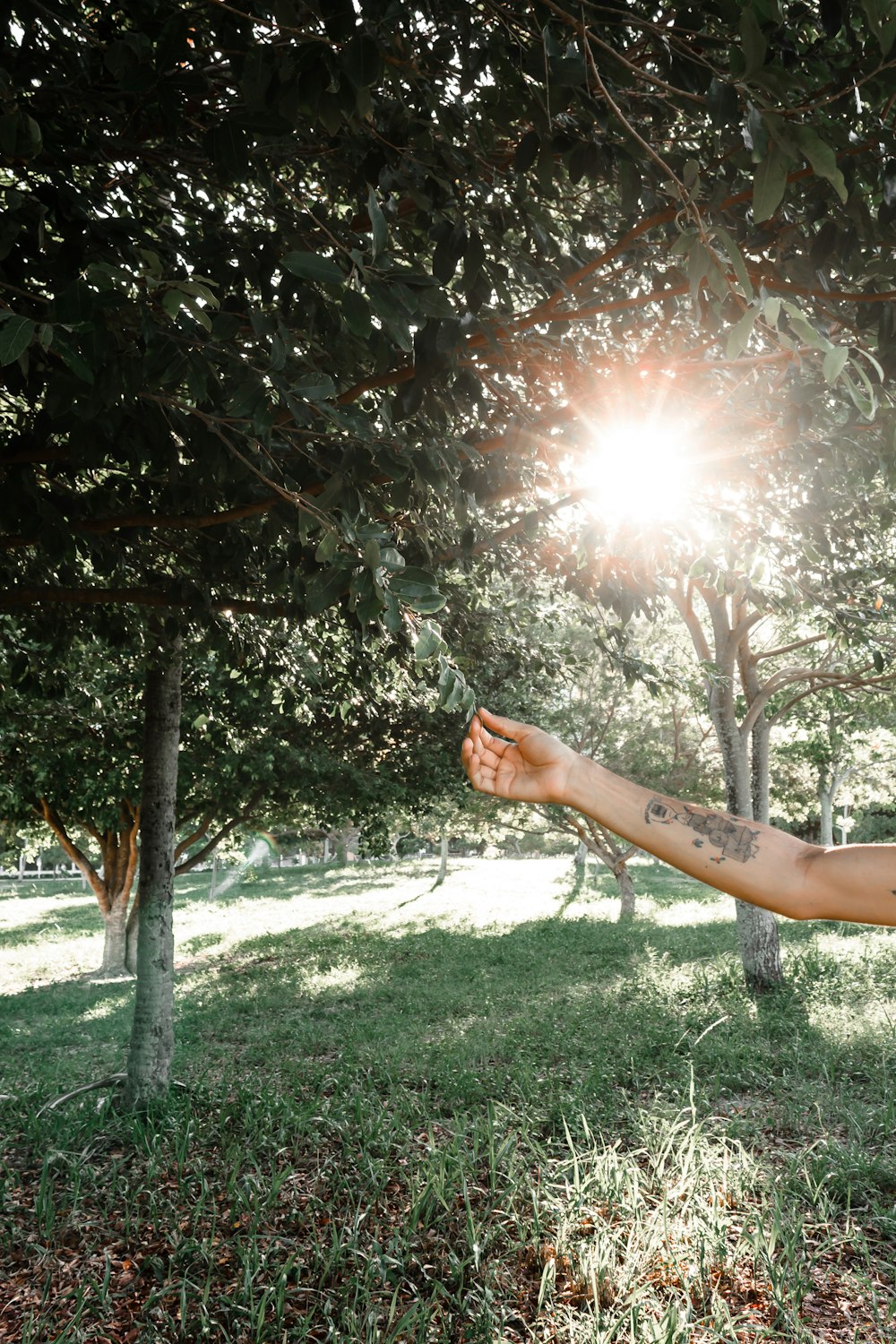 person holding green leaf tree during daytime