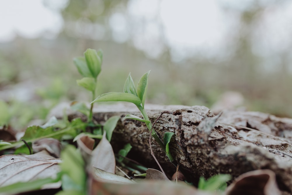 green plant on brown tree trunk