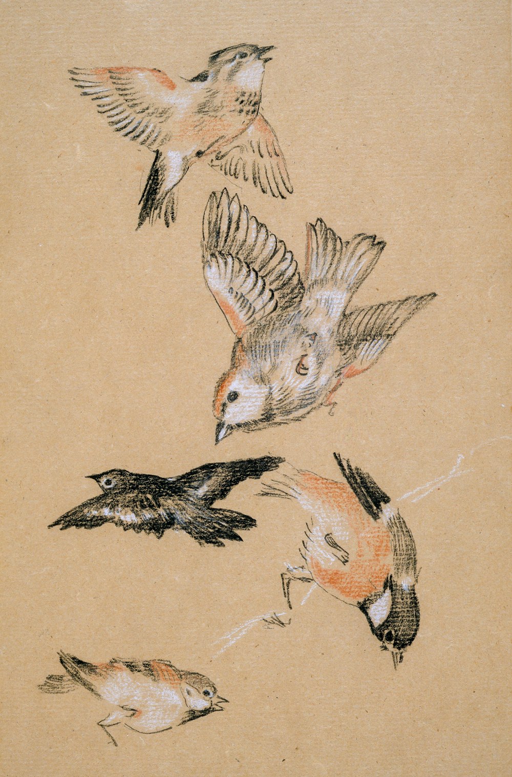 brown and white bird print textile