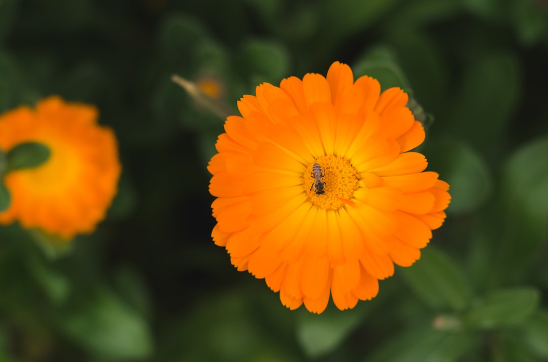 orange flower in tilt shift lens