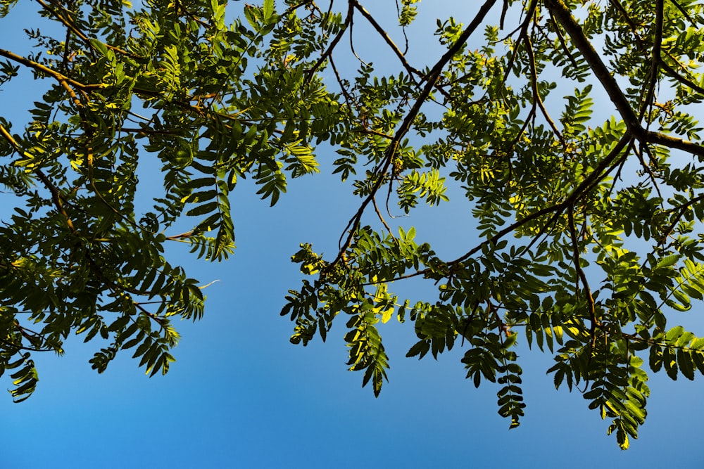 green leaves under blue sky during daytime