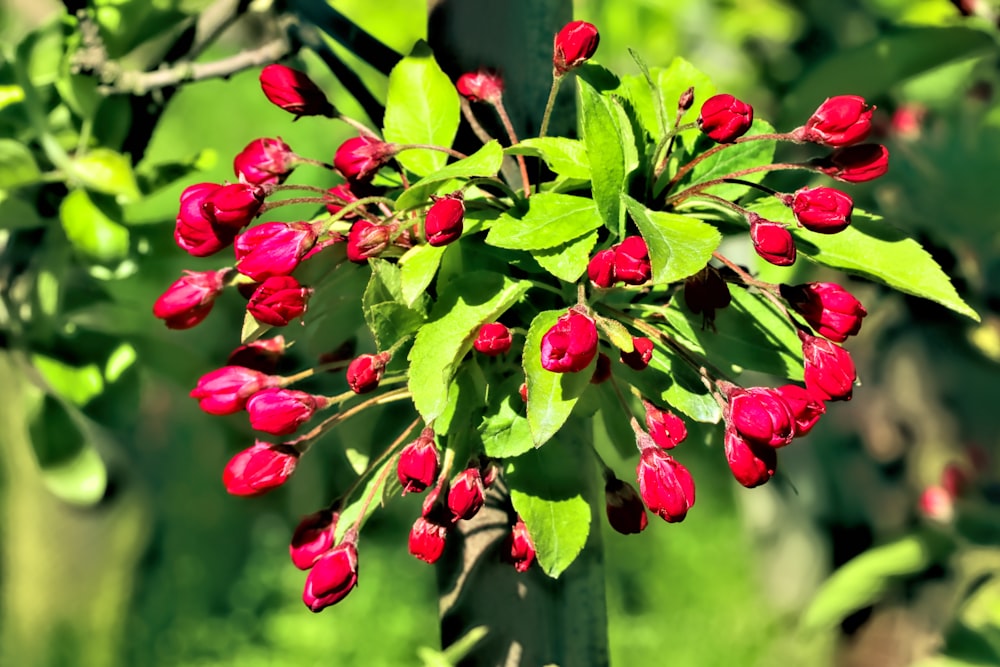 red and green leaves on brown wooden fence during daytime