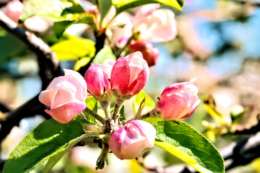 pink flower in tilt shift lens