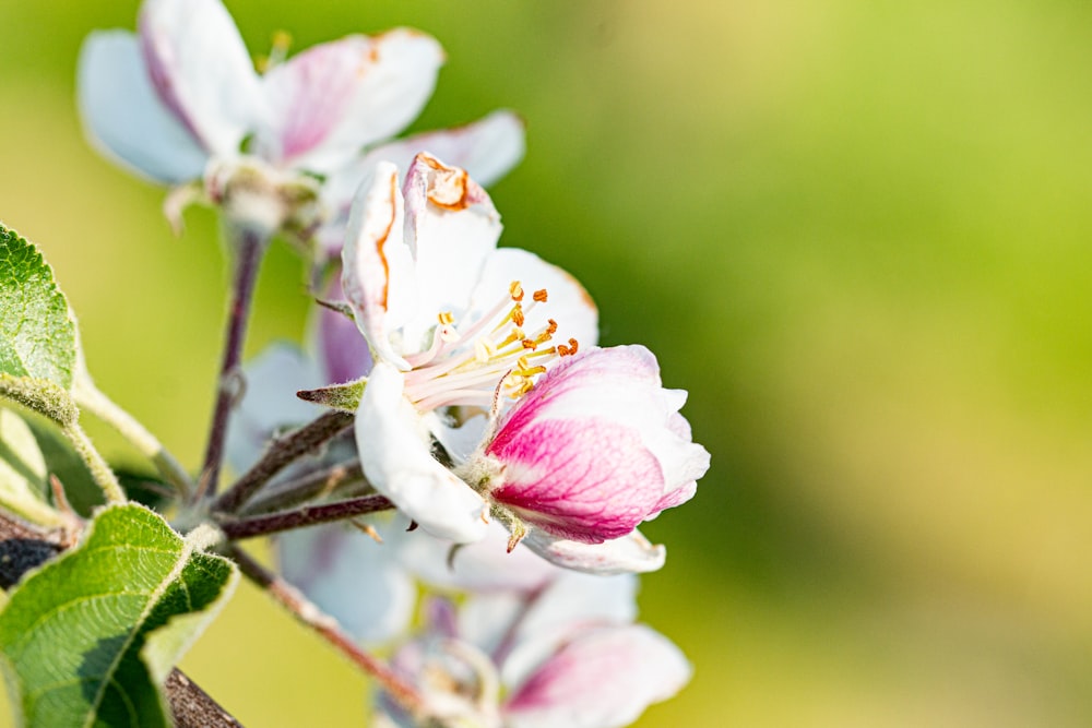 white and pink cherry blossom in close up photography