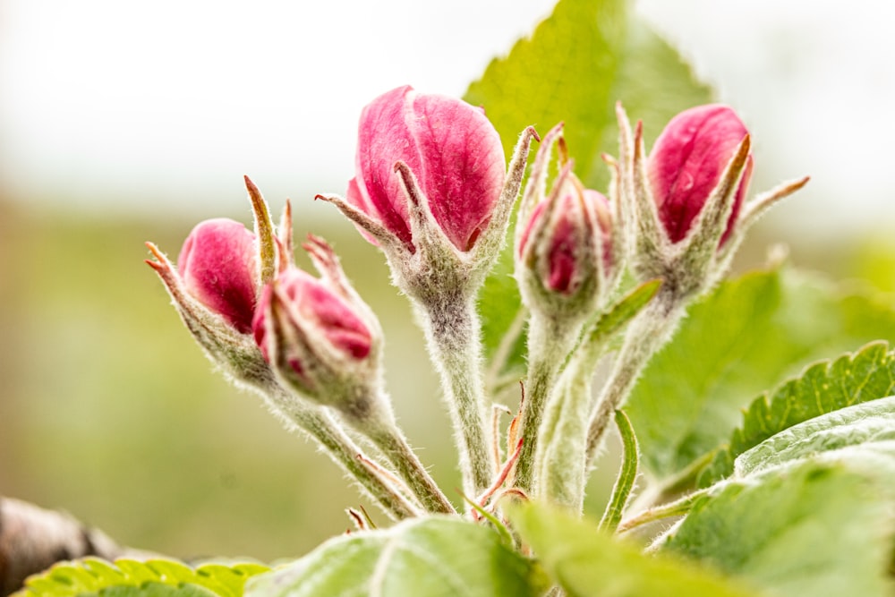 pink flower bud in close up photography