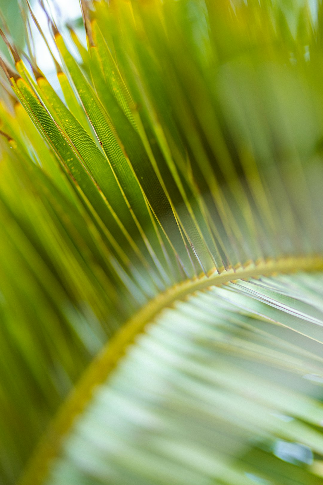 green and brown leaf in macro photography