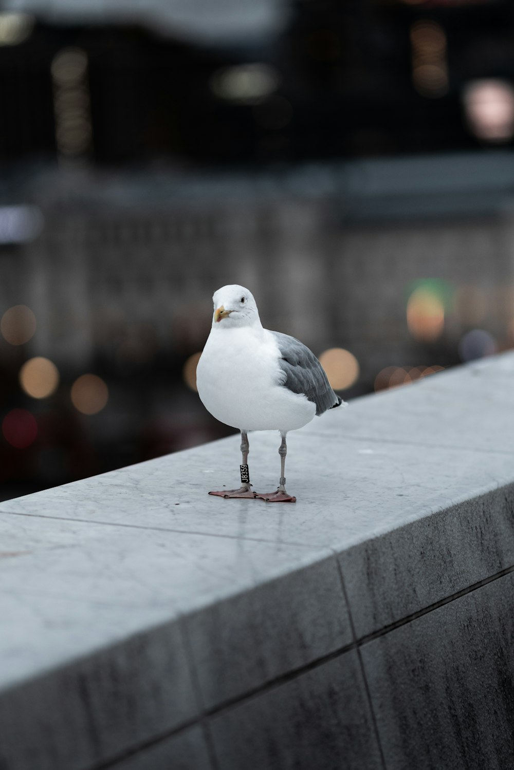 white and gray bird on gray concrete surface during daytime