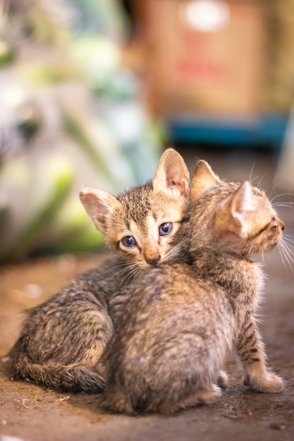 brown tabby kitten on brown wooden table