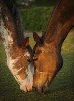 Two horses with their heads gently touching, standing in a grassy field. The horses have different coat colors; one is brown with white patches, and the other is a solid brown shade. The setting appears tranquil with soft, warm lighting suggesting either early morning or late afternoon.