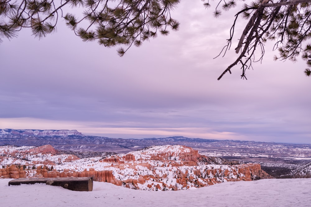 brown tree near snow covered mountain during daytime