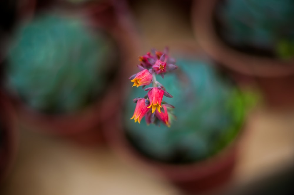 pink and white flower in brown clay pot