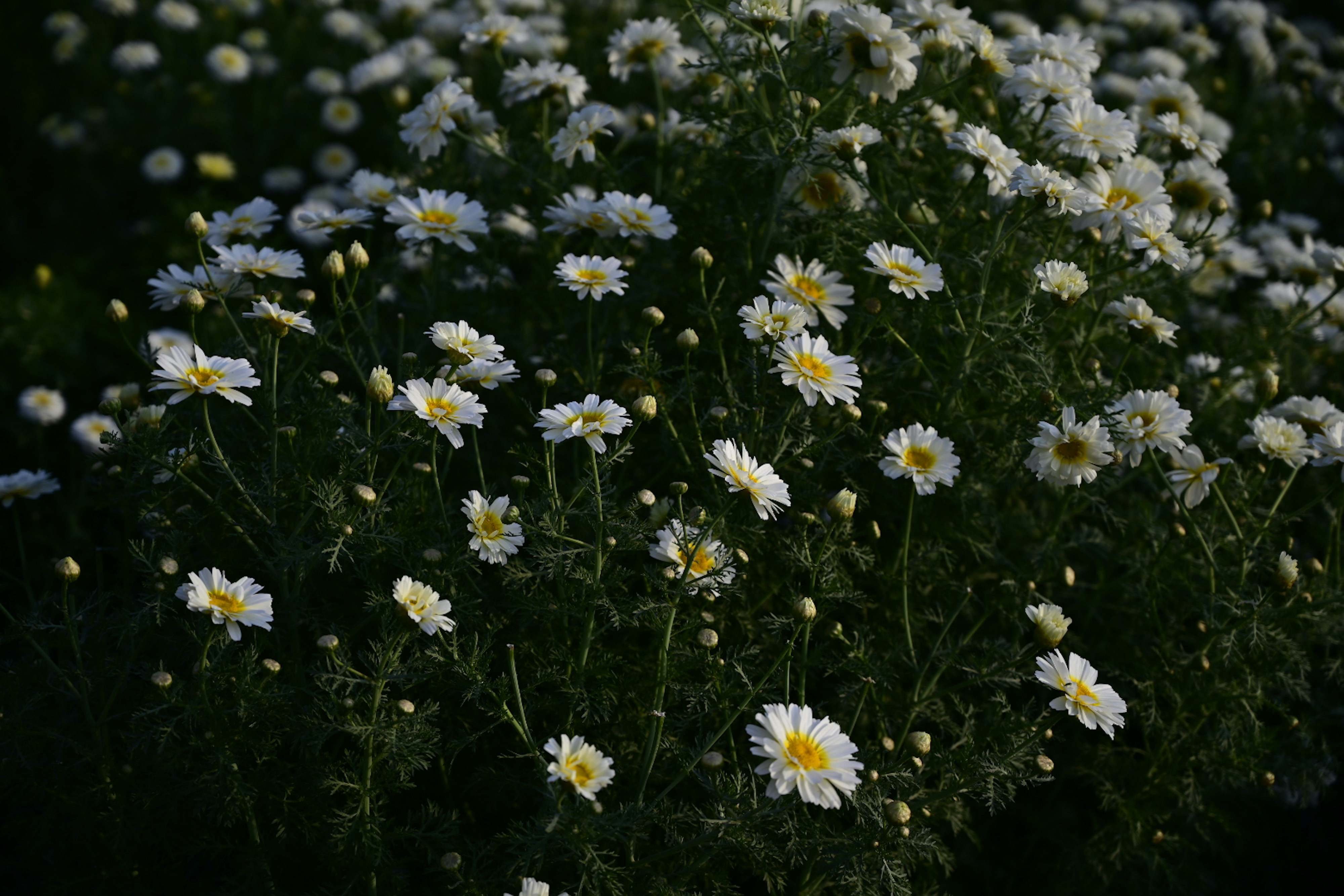 white and yellow flowers during daytime
