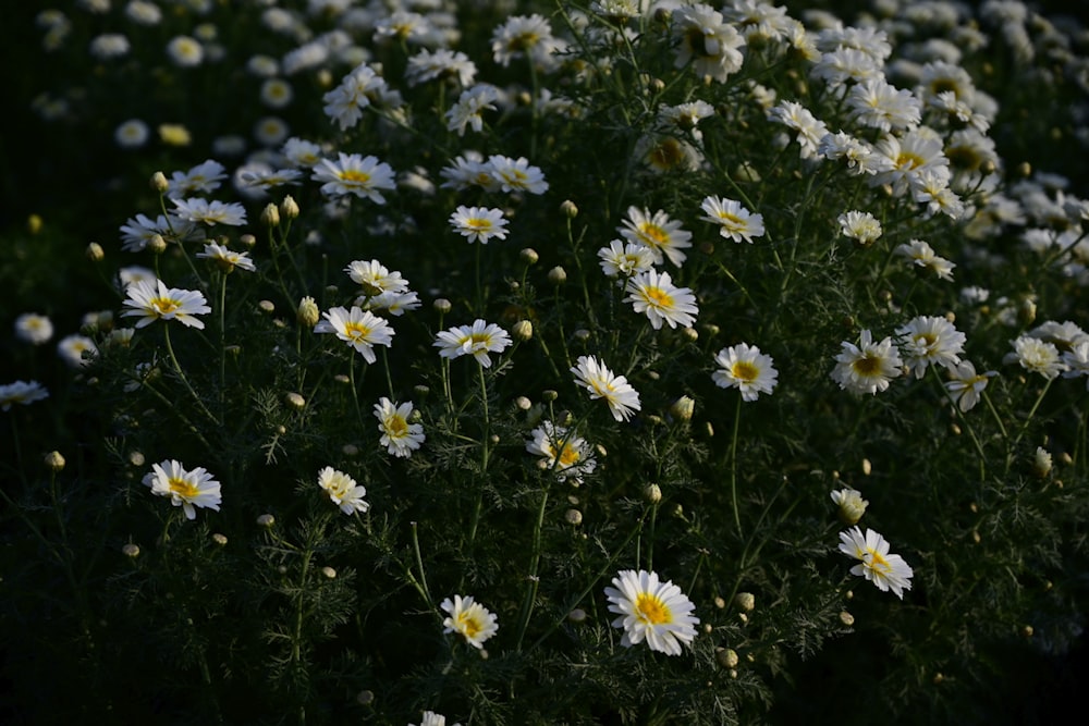 white and yellow flowers during daytime