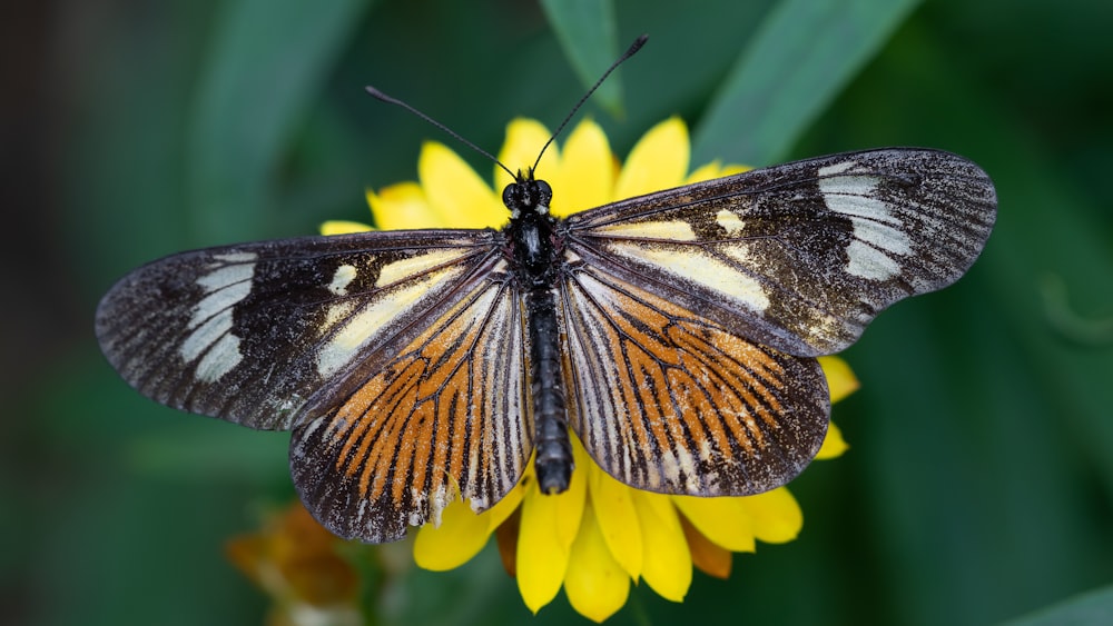 black and white butterfly perched on yellow flower