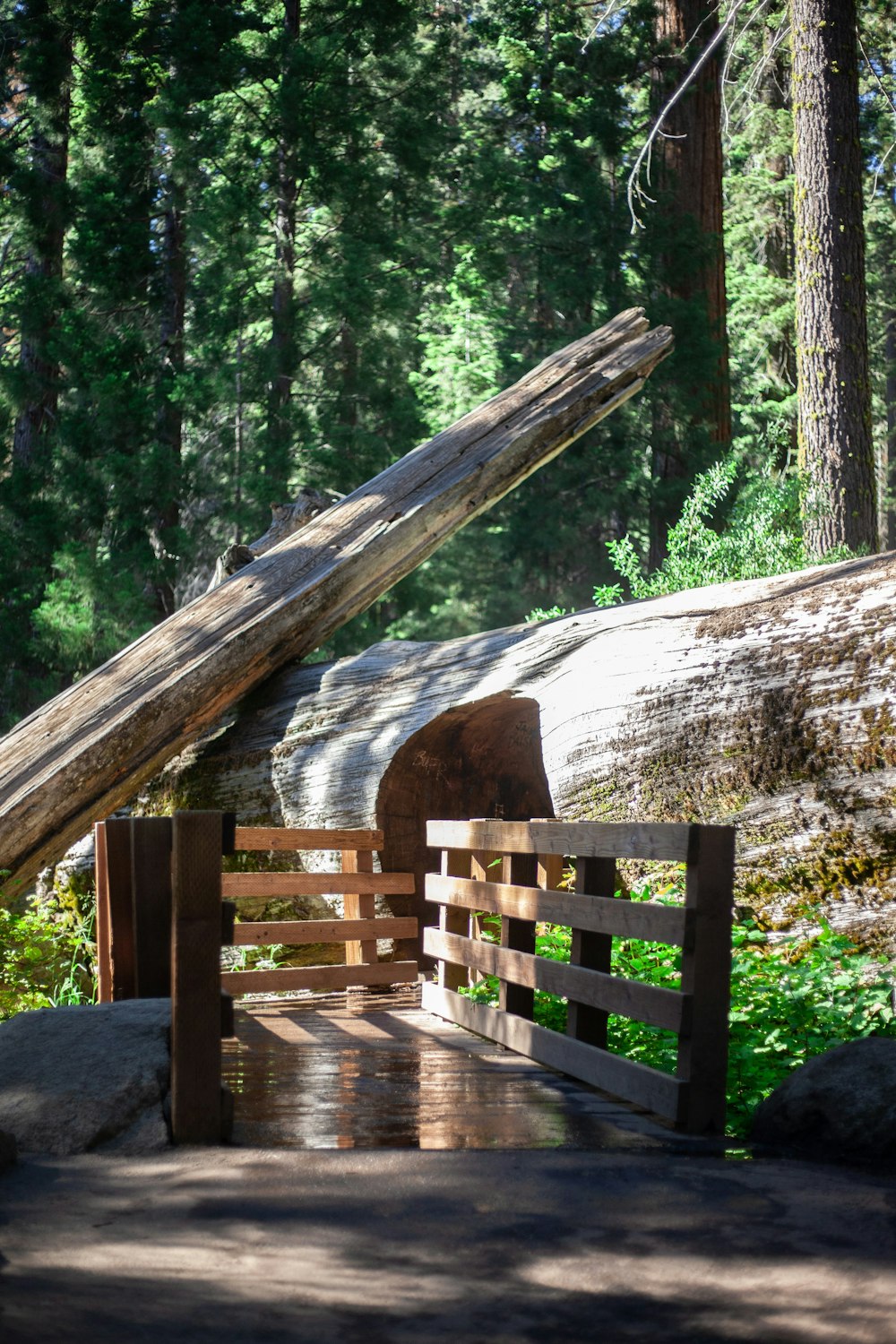 brown wooden bridge over green trees during daytime