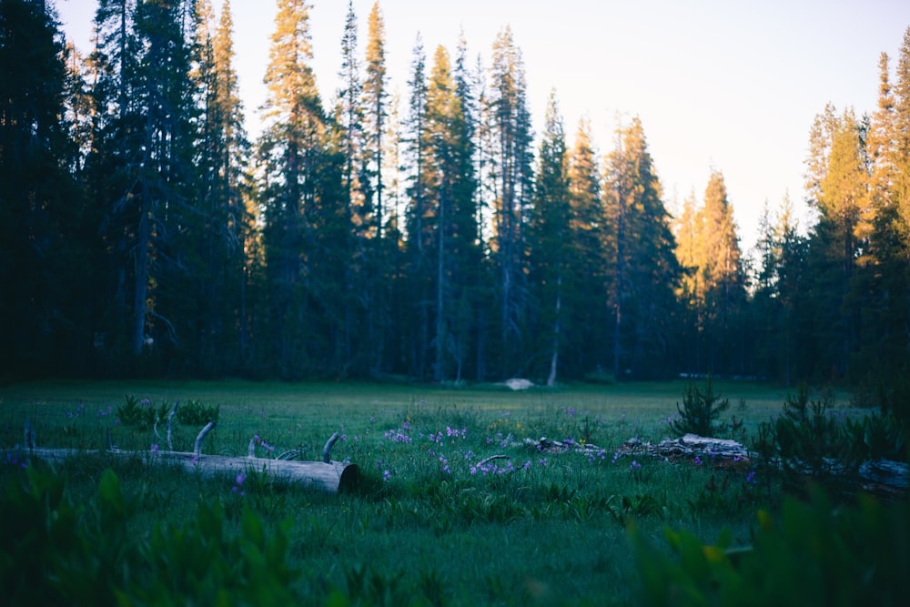 green grass field with trees during daytime