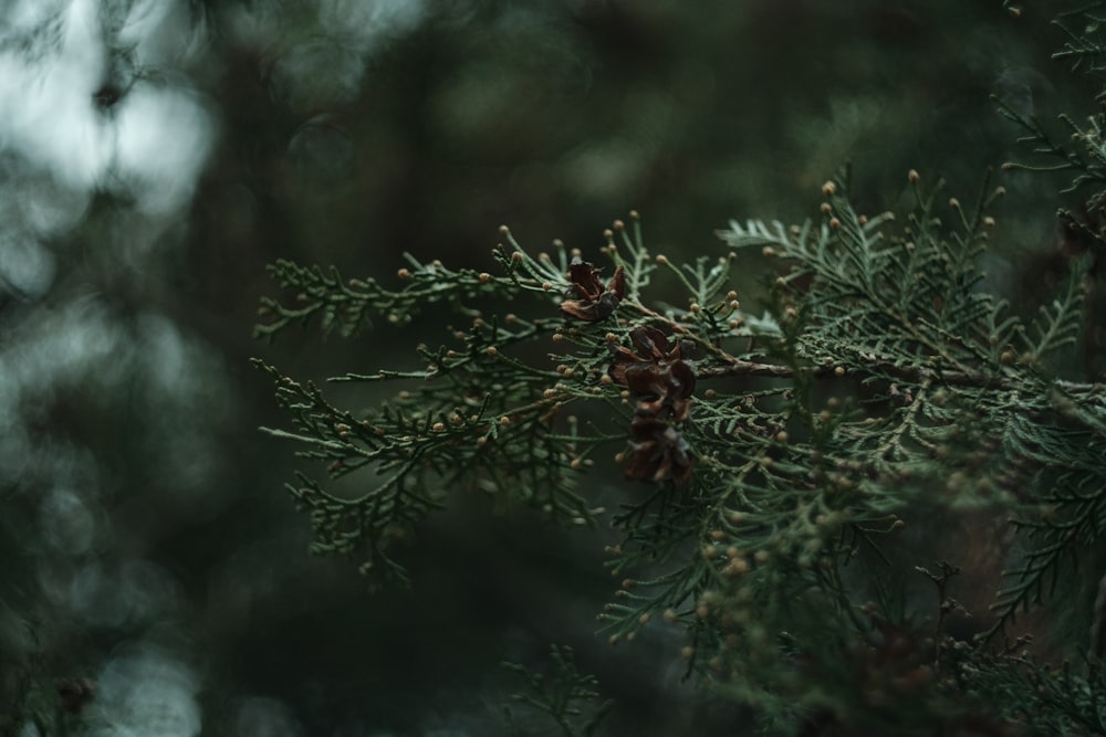 green tree with brown fruits