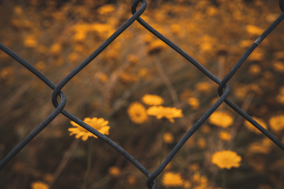 yellow flowers beside gray steel fence during daytime