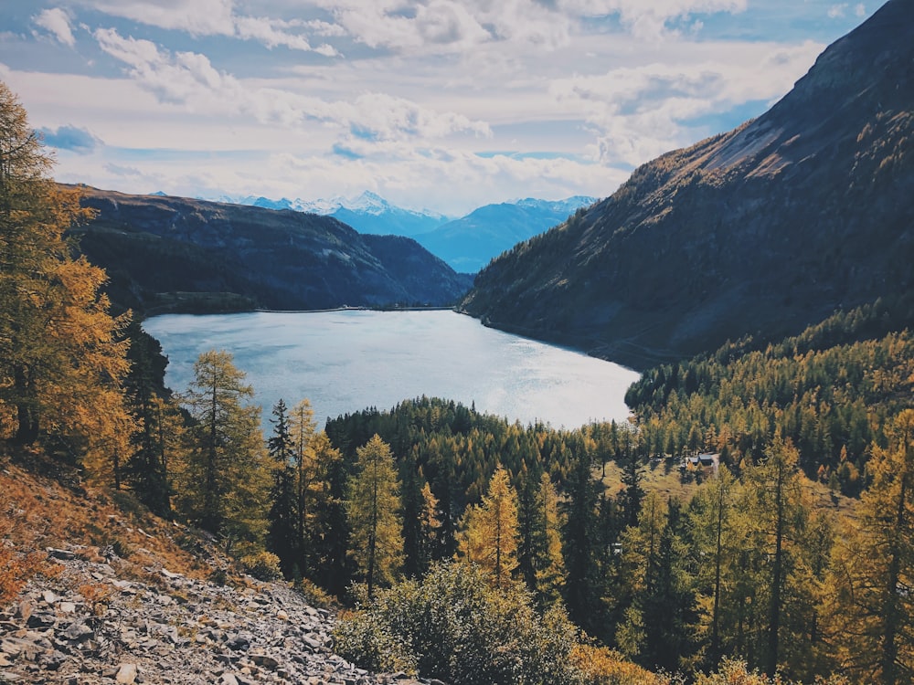 green pine trees near lake under white clouds and blue sky during daytime