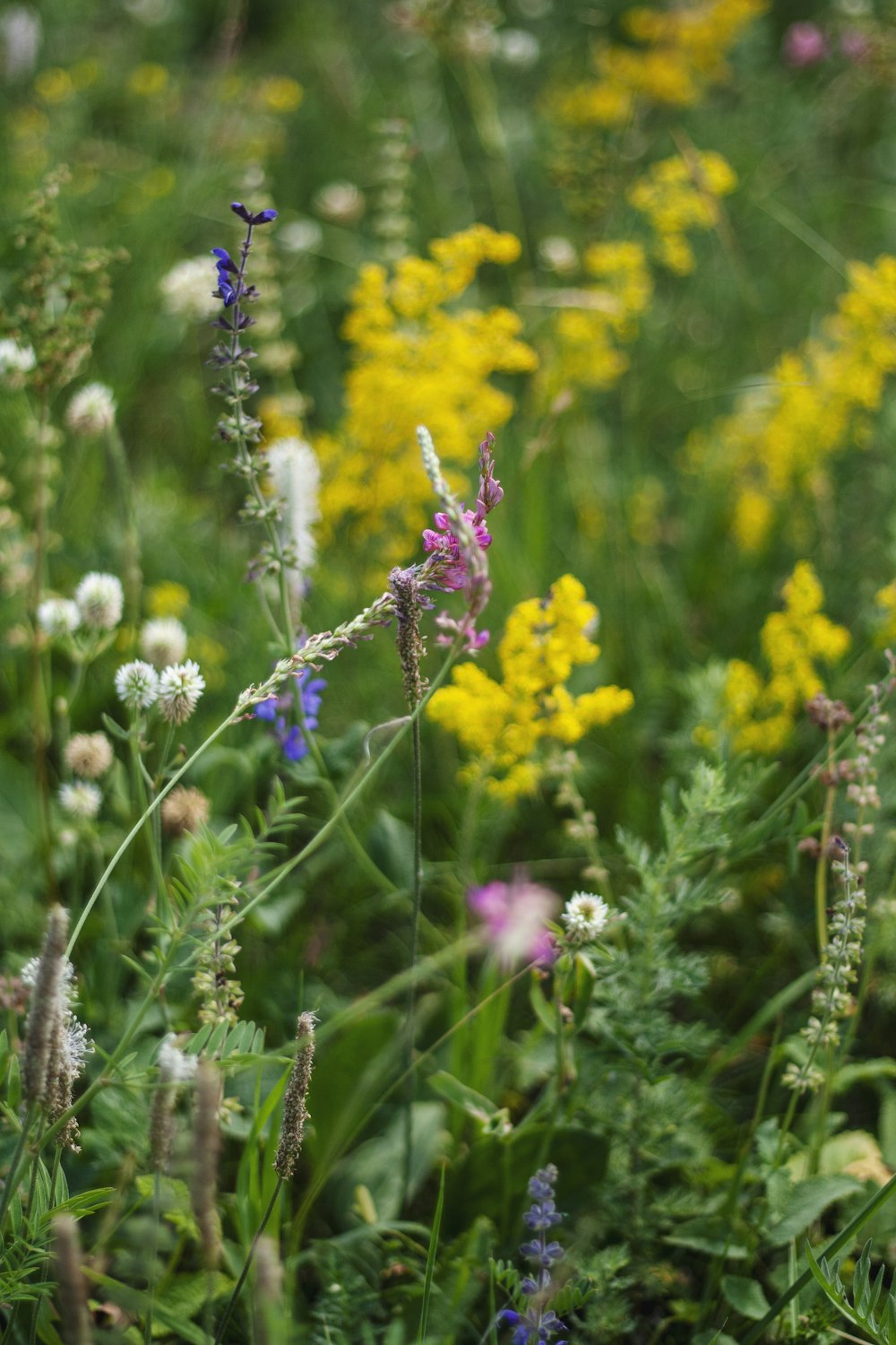 purple flower in tilt shift lens