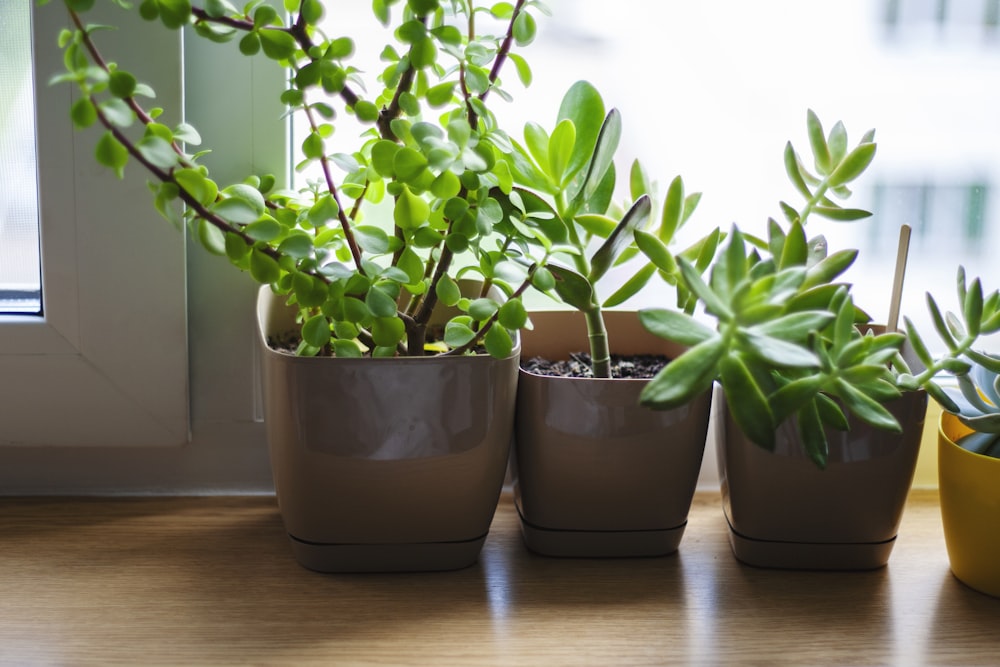 green plant on brown clay pot