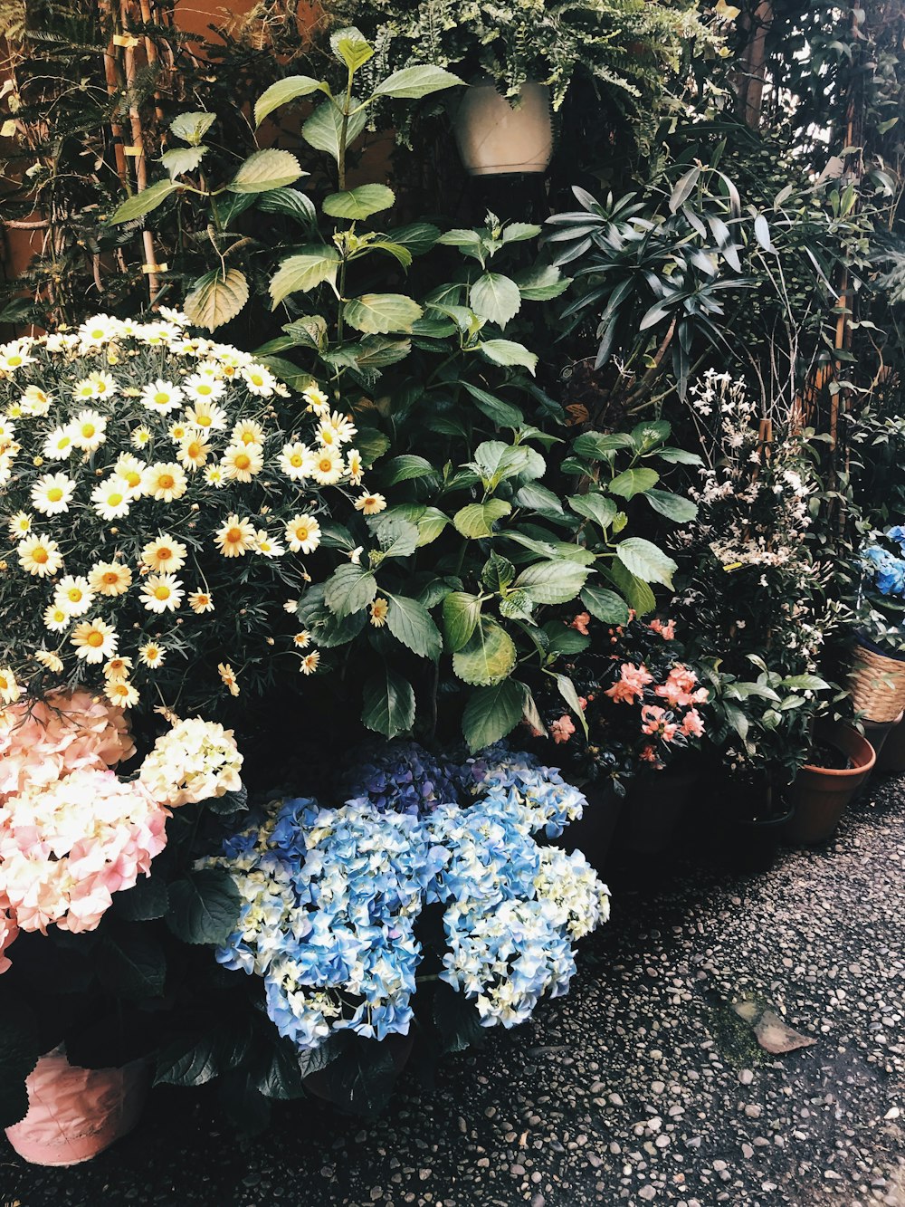 blue and white flowers with green leaves