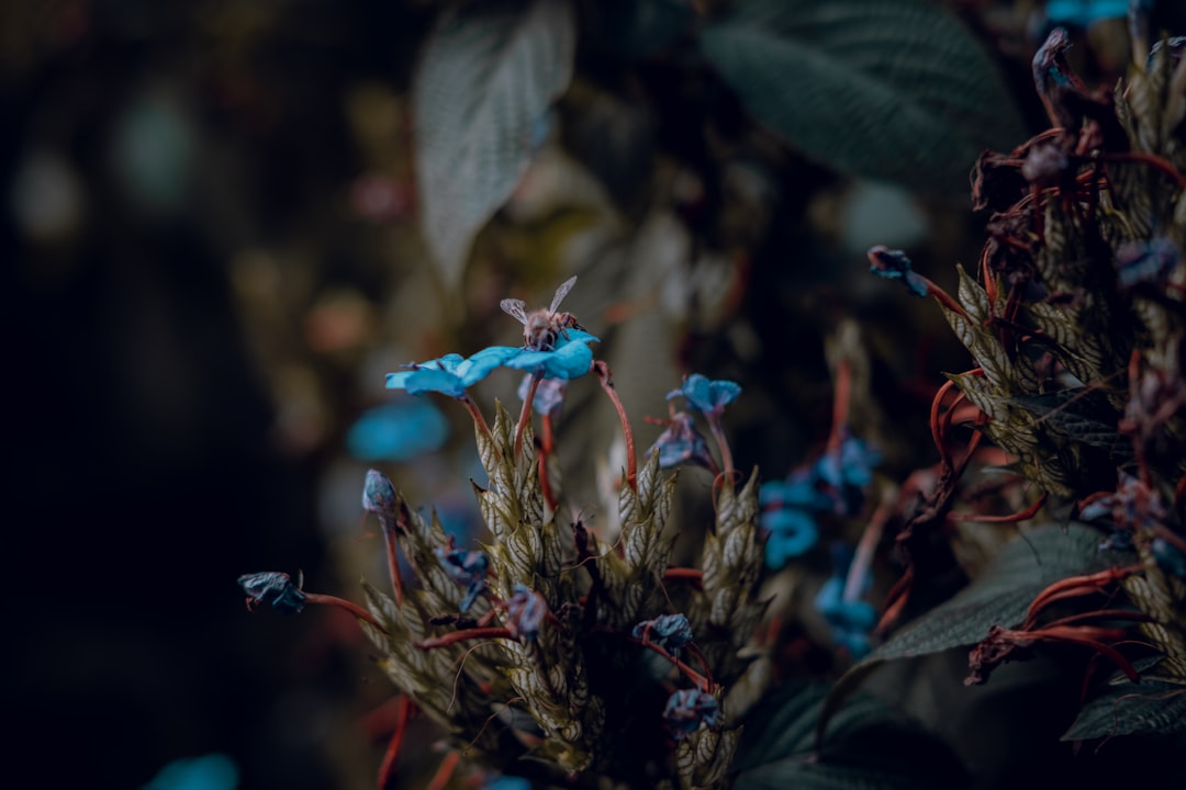 blue flower buds in tilt shift lens