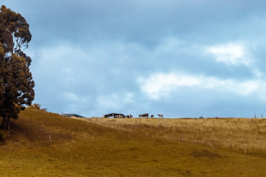 green grass field under white clouds during daytime in Boyacá Colombia