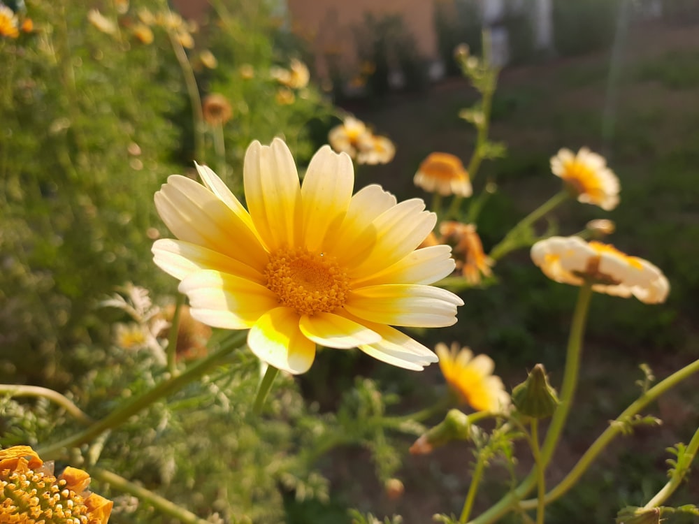 yellow daisy in bloom during daytime