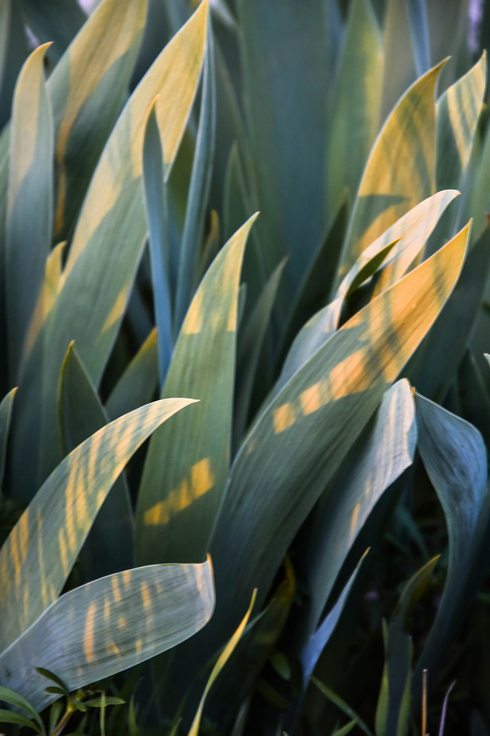 green and yellow corn plant