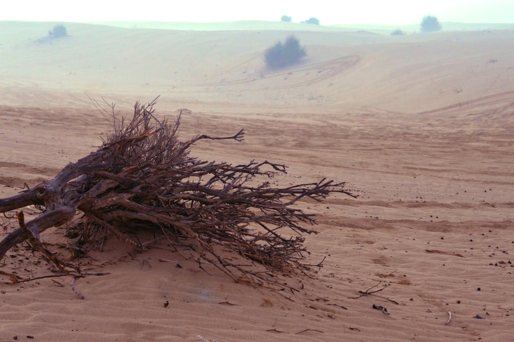 brown grass on white sand during daytime